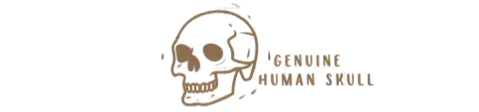 Genuine Human Skulls