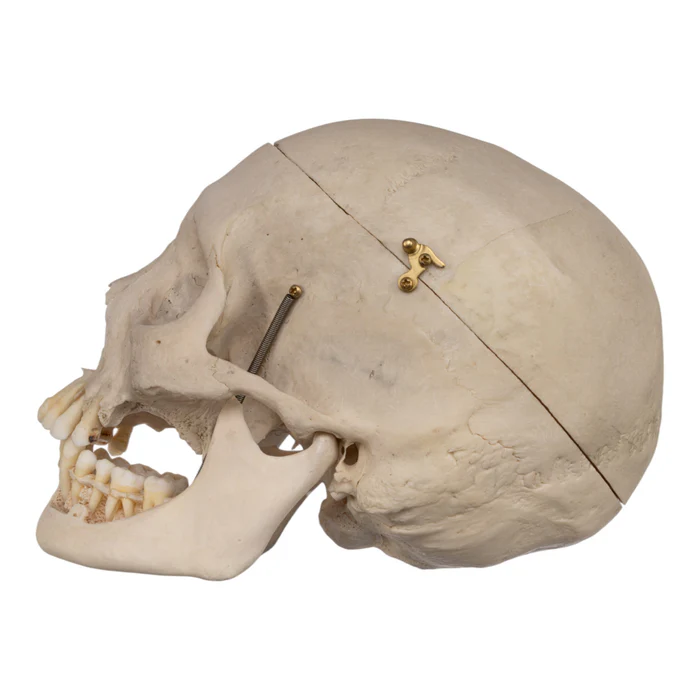 human skull