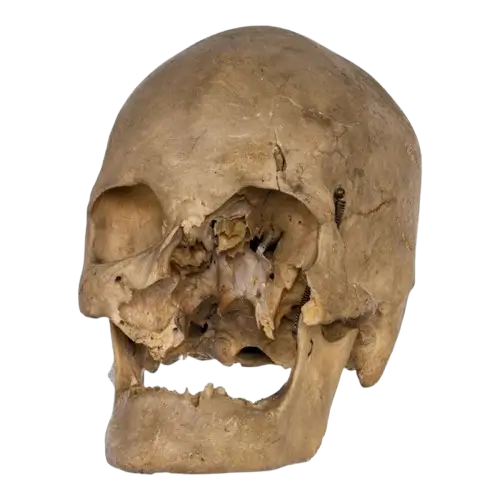 Real human skull