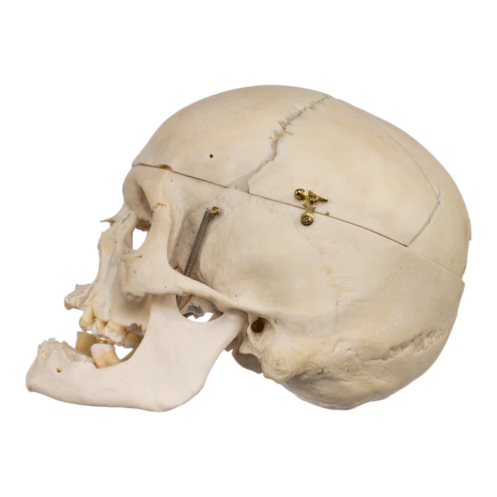 Real human skull specimen with detailed anatomy for research and teaching.