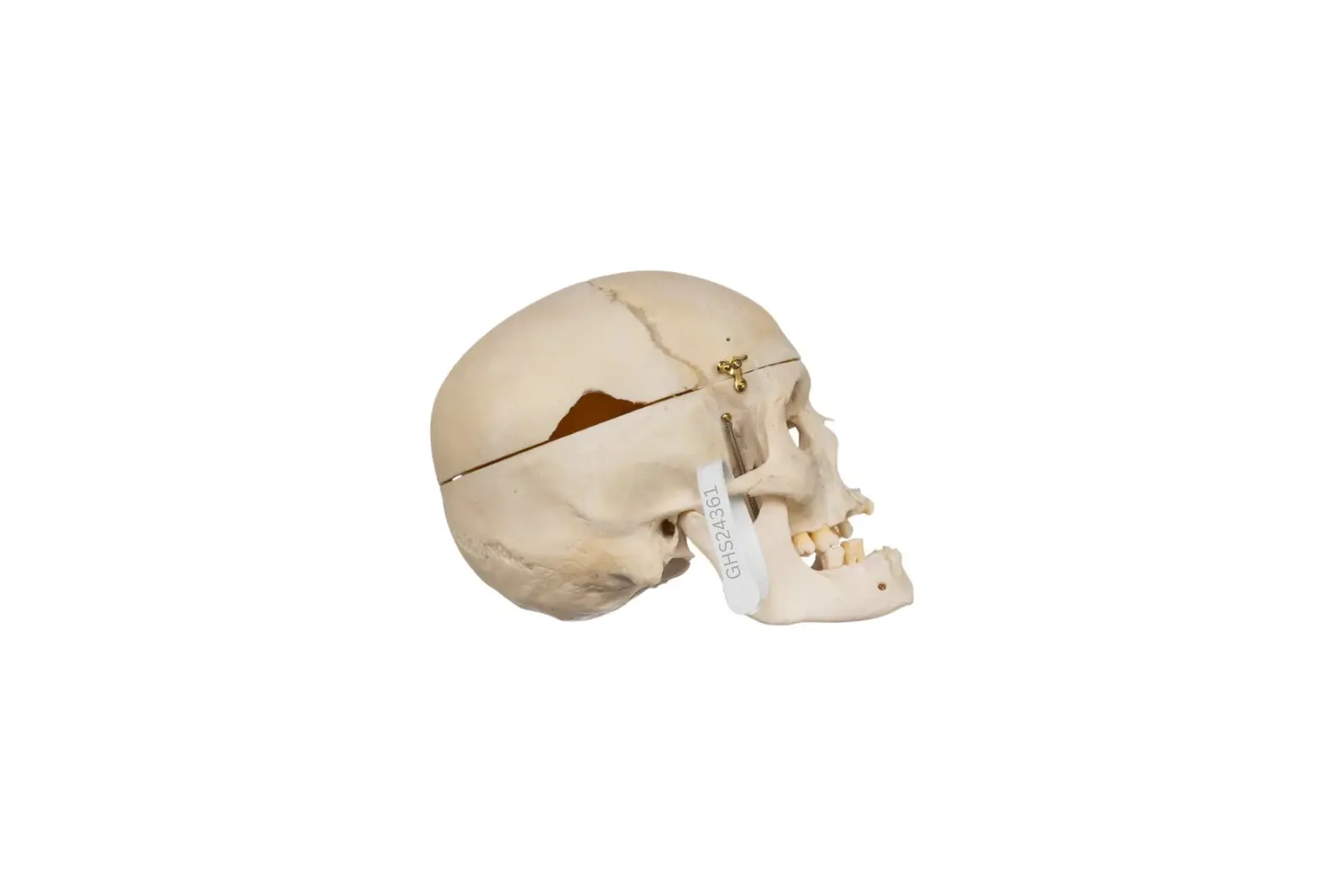 Real human skull specimen with detailed anatomy for research and teaching.