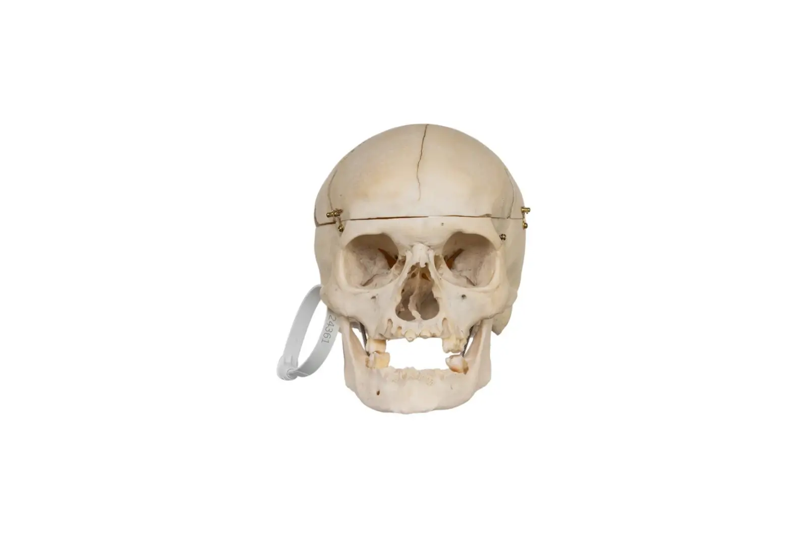 Real human skull specimen with detailed anatomy for research and teaching.