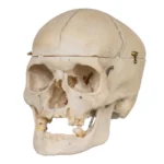 Real human skull specimen with detailed anatomy for research and teaching.