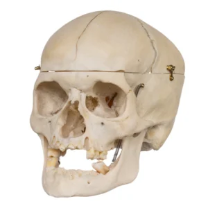 Real human skull specimen with detailed anatomy for research and teaching.