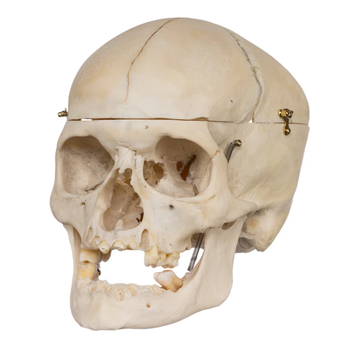 Real human skull specimen with detailed anatomy for research and teaching.