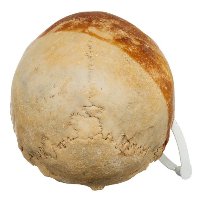 Real Human Skull For Sale