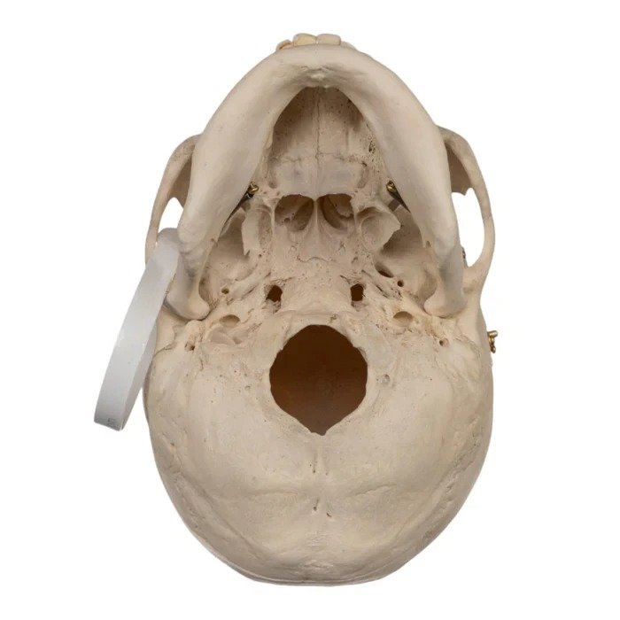 Real Human Skull GHS18515