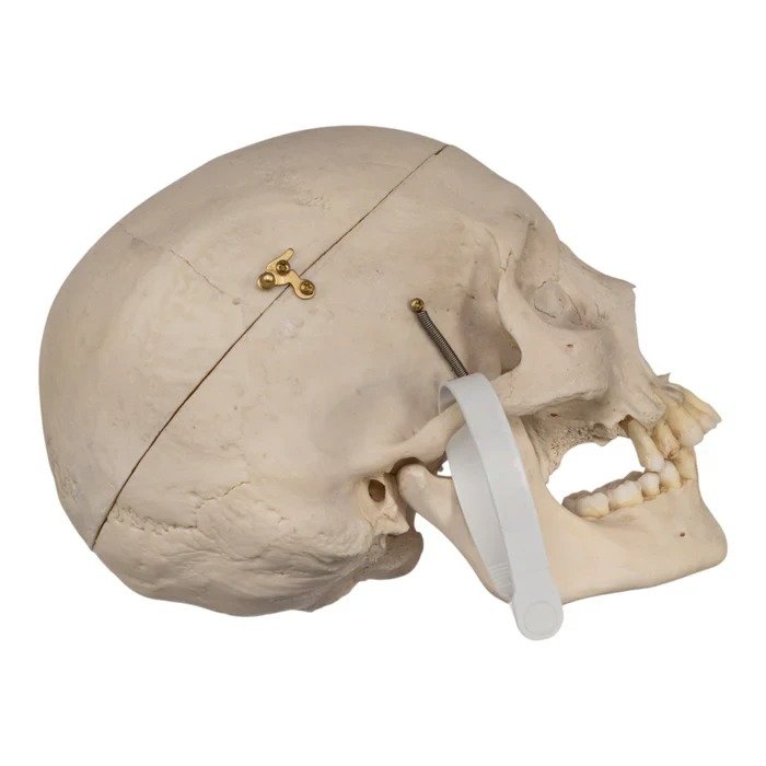 Real Human Skull GHS18515