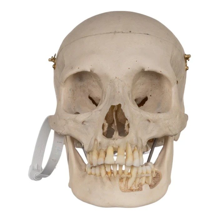 Real Human Skull GHS18515