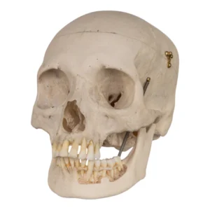 Real Human Skull GHS18515