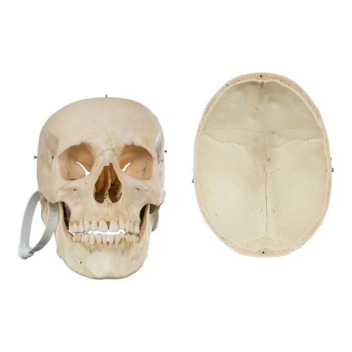 Real Human Skull GHS41414
