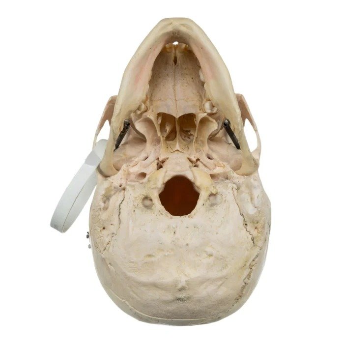 Real Human Skull GHS41414