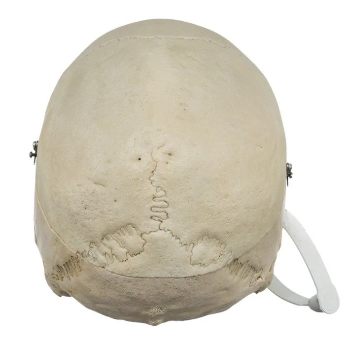 Real Human Skull GHS41414