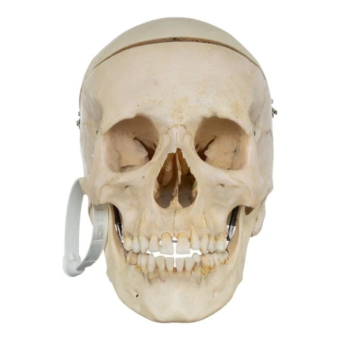 Real Human Skull GHS41414