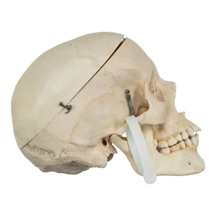 Real Human Skull GHS41414