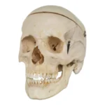 Real Human Skull GHS41414