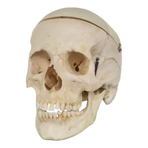 Real Human Skull GHS41414