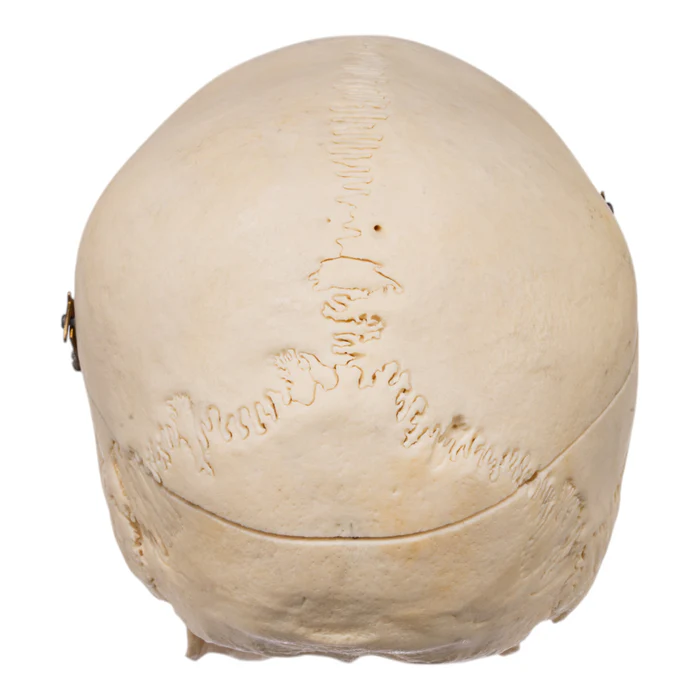 Real Human Skull GHS76731 back view