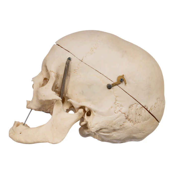 Real Human Skull GHS76731 side view