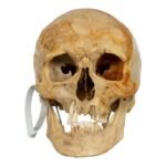 Real Human Skull For Sale