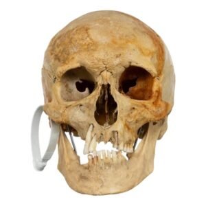 Real Human Skull For Sale