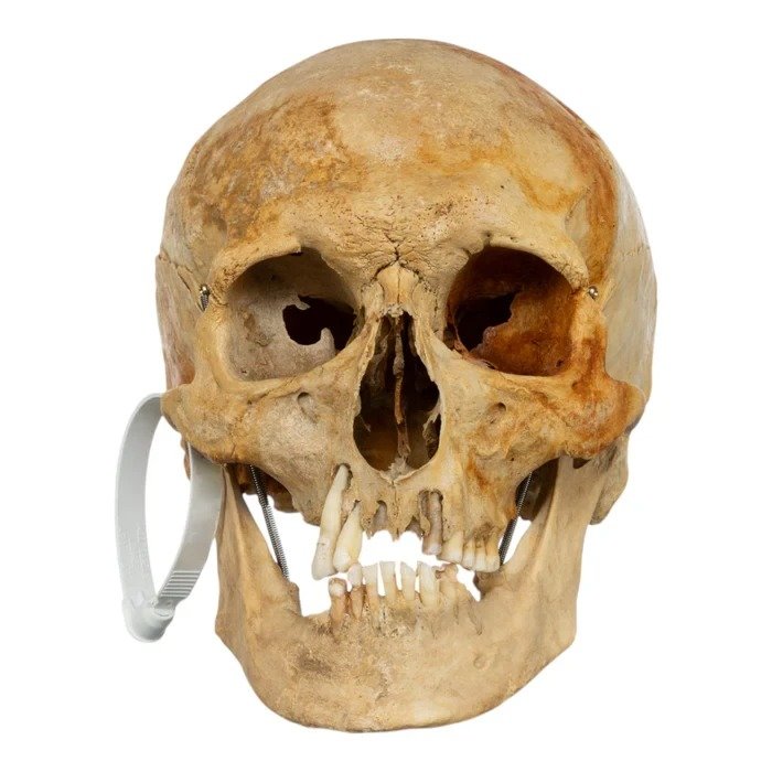 Real Human Skull For Sale