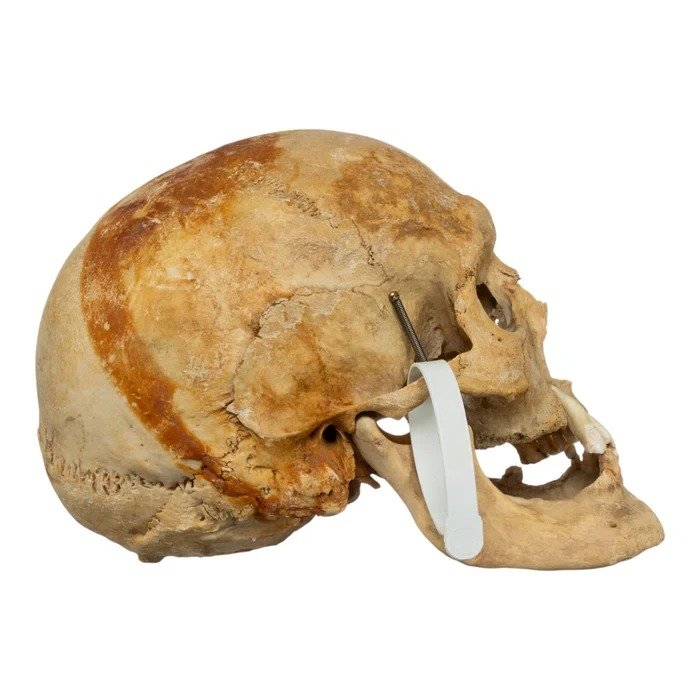 Real Human Skull For Sale